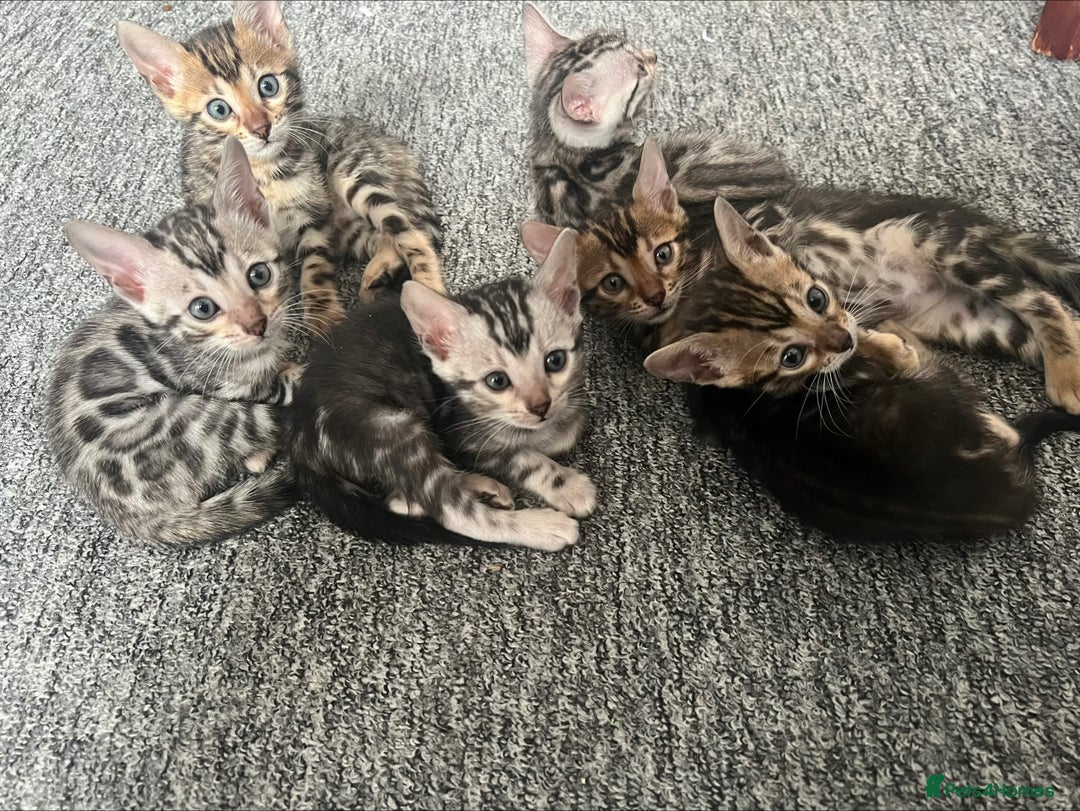 Bengal cats for sale: 🐾 TICA Registered Bengal Kittens 🐆🥰 - Image 12