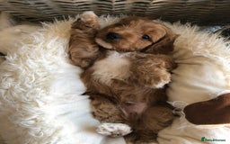 Cavapoochon dogs for sale: Cavapoochon puppies *1 boy remaining* - Image 1