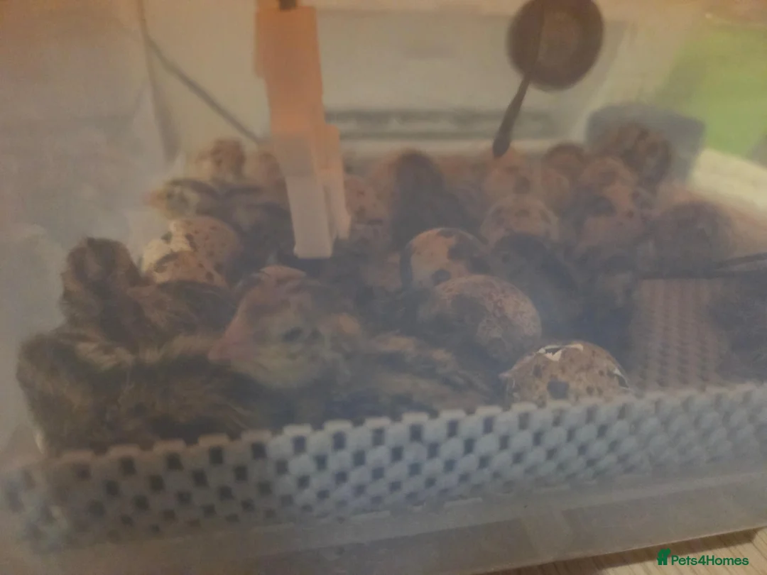 Mixed Breed poultry for sale: Fertile hatching Quail and chicken eggs in Swansea - Advert 2