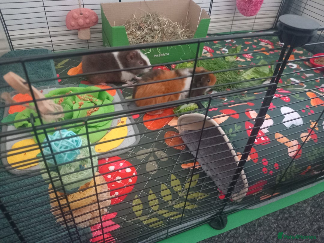 Guinea Pig rodents for sale: Teddy Guineapigs - Image 2