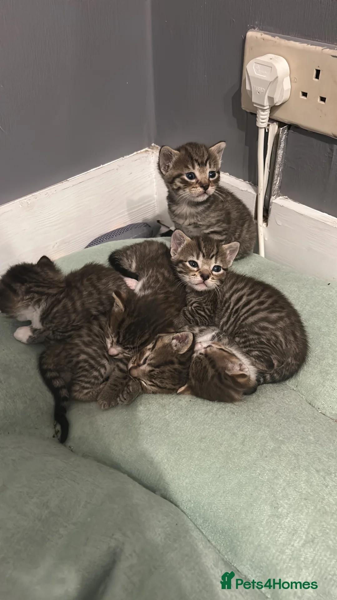 Mixed Breed cats for sale: Beautiful litter of kittens in Louth - Advert 10