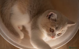 British Shorthair cats for sale: Stunning pastel calico BSH fully vaccinated - Image 6