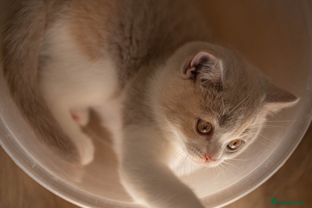 British Shorthair cats for sale: Stunning pastel calico BSH fully vaccinated - Image 6