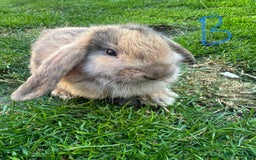 Mini Lop rabbits for sale: Mini Lop Rabbits For Sale  - Image 17