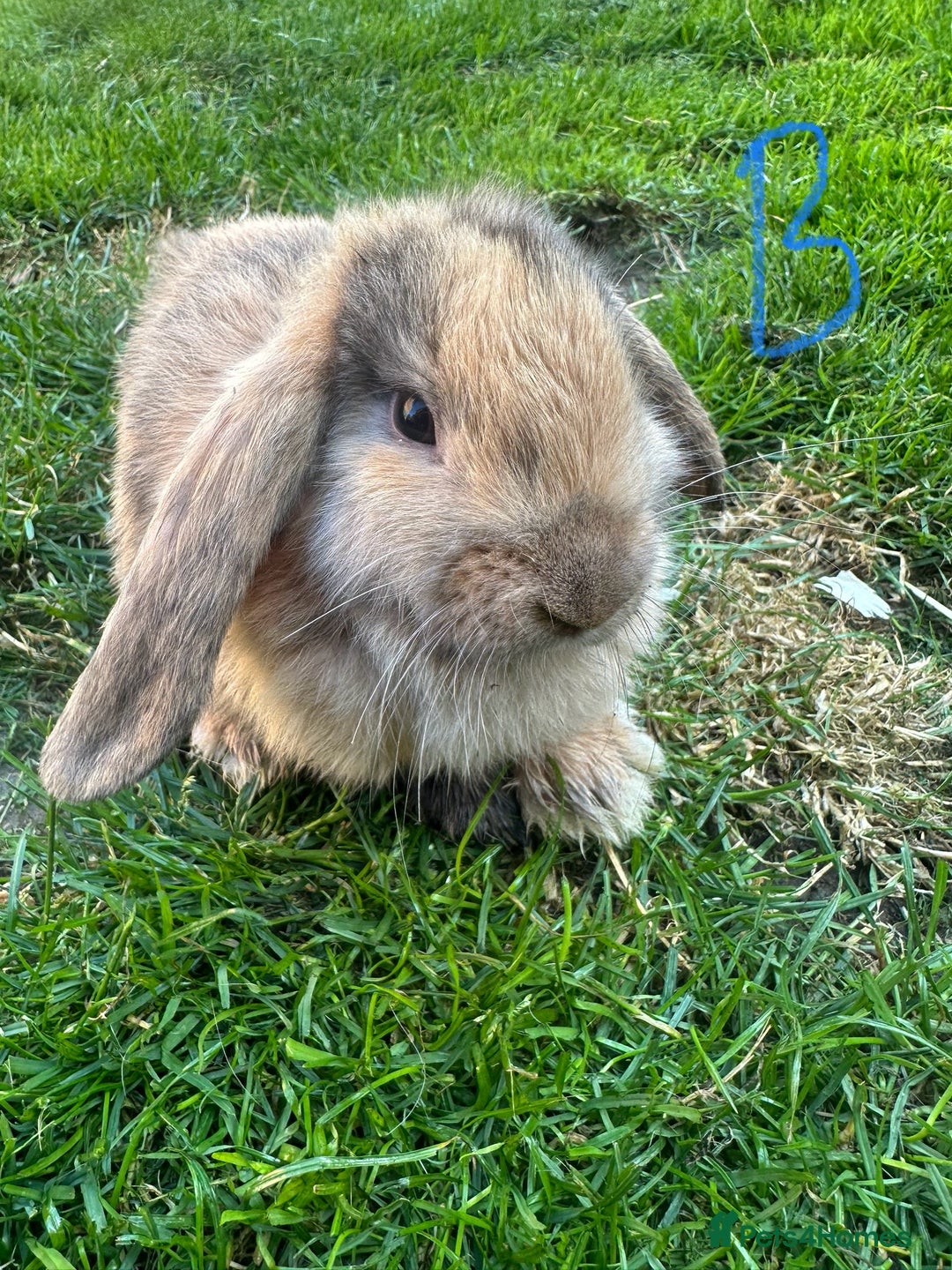 Mini Lop rabbits for sale: Mini Lop Rabbits For Sale  - Image 17