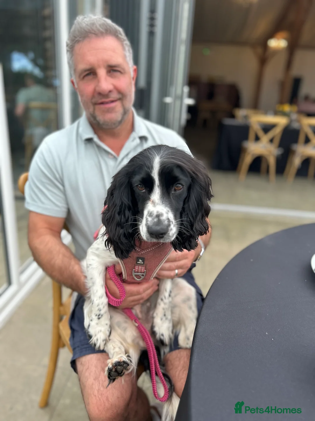 Cocker Spaniel dogs for sale: Working cocker spaniel puppies (White & Black) in Cardiff - Advert 2