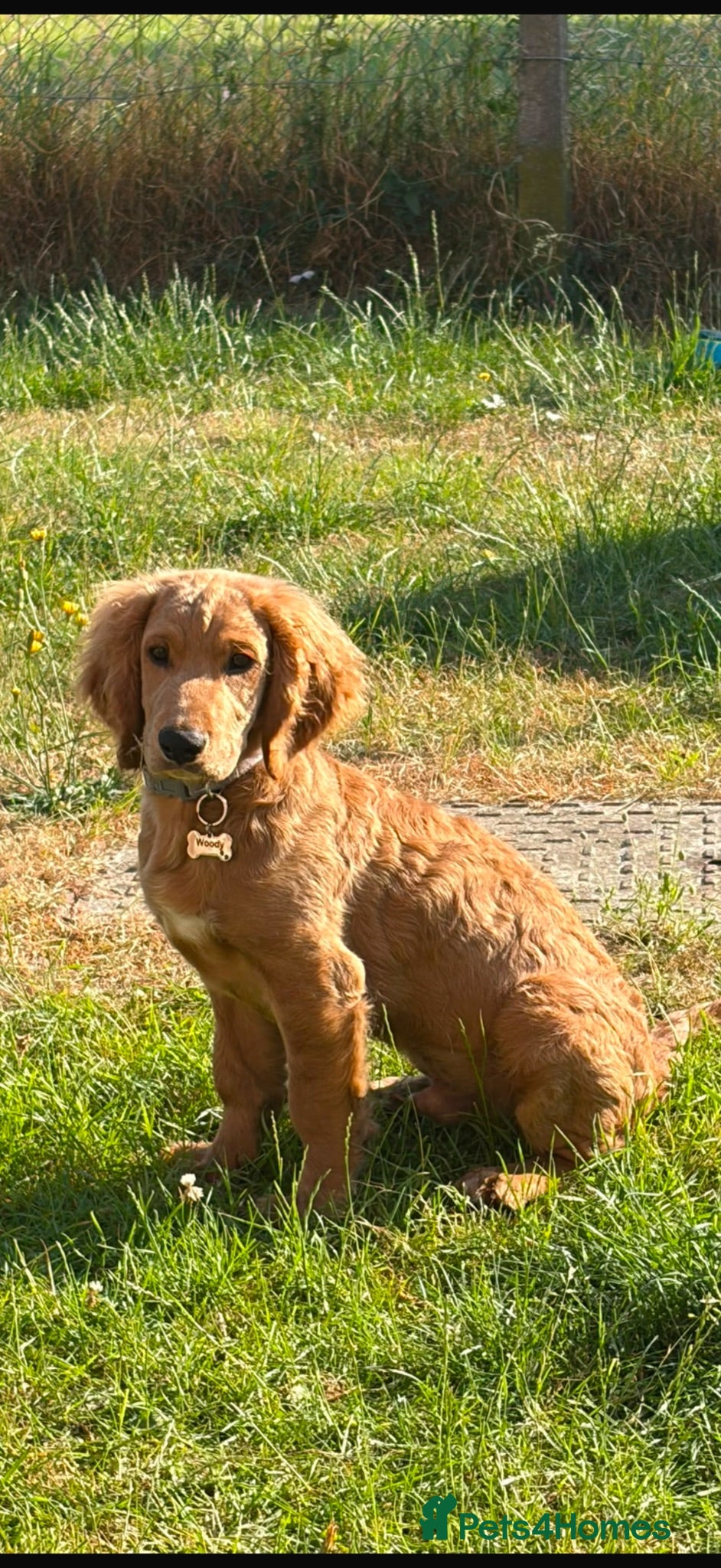 Cockapoo dogs Golden Cockapoo - Advert 2