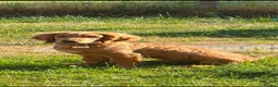 Cockapoo dogs for sale: Golden Cockapoo - Advert 1
