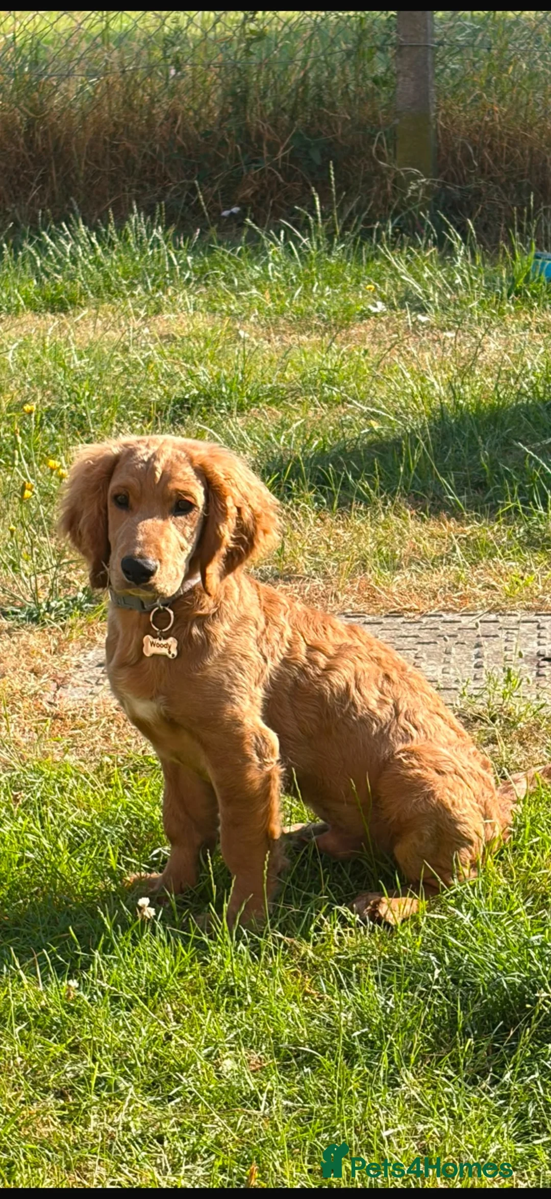 Cockapoo dogs for sale: Golden Cockapoo - Advert 1