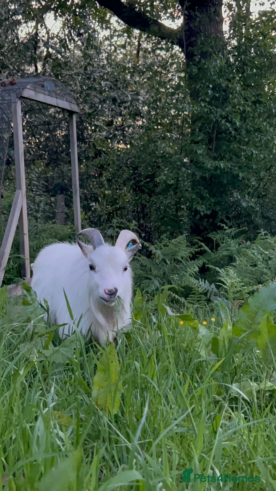 Goats livestock Registered Pygmy Billy Goat.2yrs old. PROVEN - Advert 13