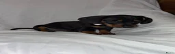 Dachshund dogs for sale: 1 female  miniature dachshund  - Advert 3