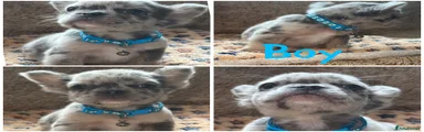 Puppy 1 blue collar. Prince