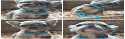 French Bulldog dogs for sale: Reduced 4 fluffy frenches both injections. - Advert 18