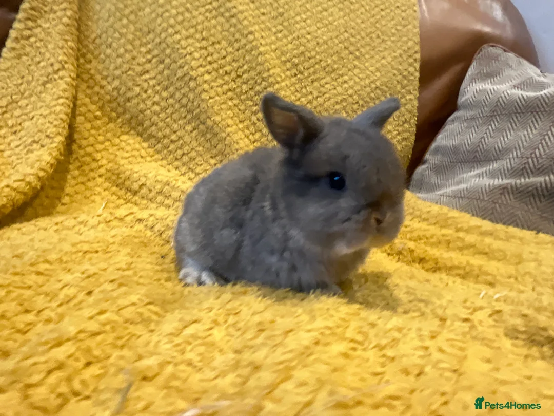 Mini Lop rabbits for sale: Mini lops  and mini double maned lionheads  - Advert 6