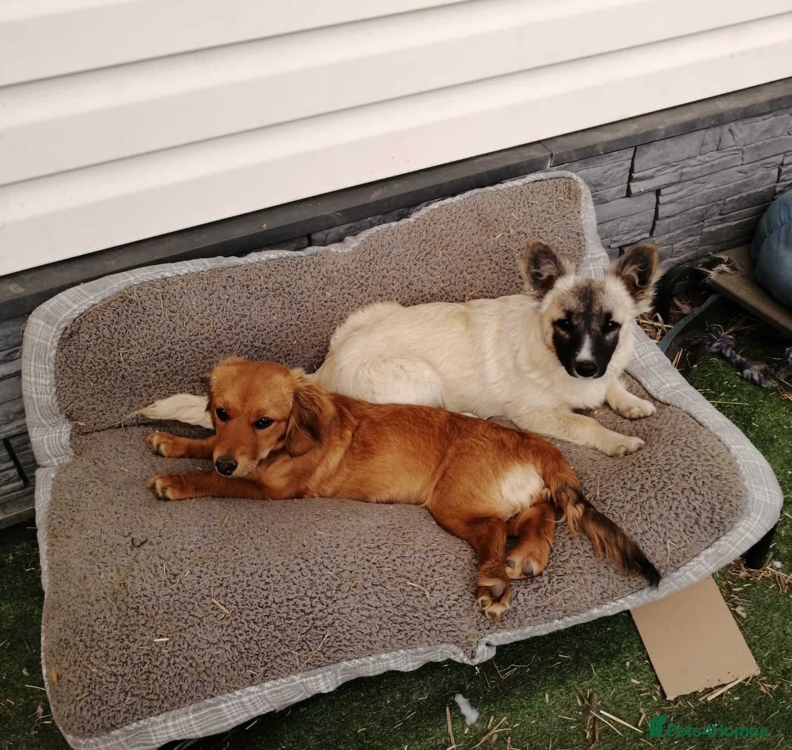 Mixed Breed dogs ❤️🐶 CANDY & ESMERALDA - Advert 1