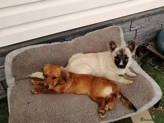 Mixed Breed dogs โค๏ธ๐ถ CANDY & ESMERALDA - Advert 1