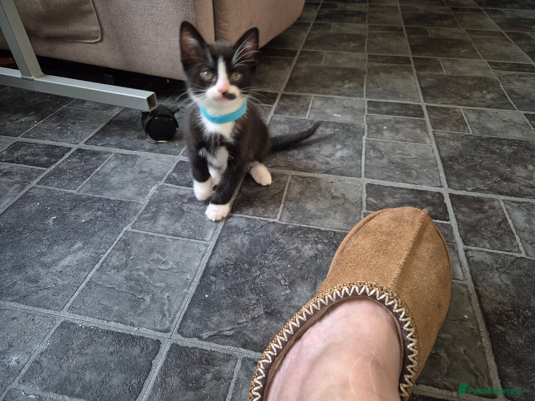 Mixed Breed cats for sale: Fluffy kittens - Image 14