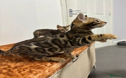Bengal cats for sale: READY NOW beautiful Bengal Girl kittens TICA reg - Advert 19