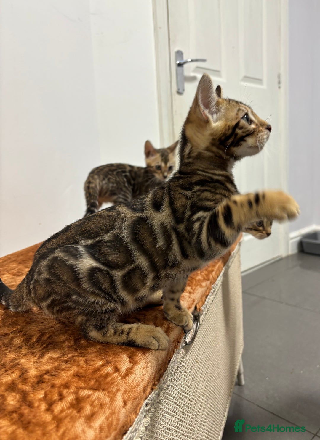 Bengal cats for sale: READY NOW beautiful Bengal Girl kittens TICA reg - Advert 19