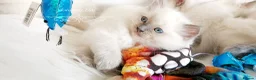 Ragdoll cats for sale: READY😻PURE BEAUTIFUL RAGDOLL 😻😻😻 - Advert 12