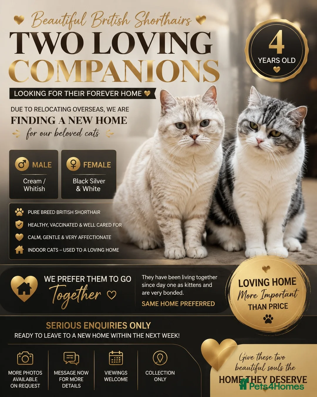 British Shorthair cats for sale: Beautiful Pair of British Shorthair Cats - Advert 1