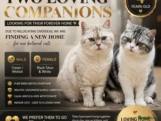 British Shorthair cats Beautiful Pair of British Shorthair Cats - Advert 4