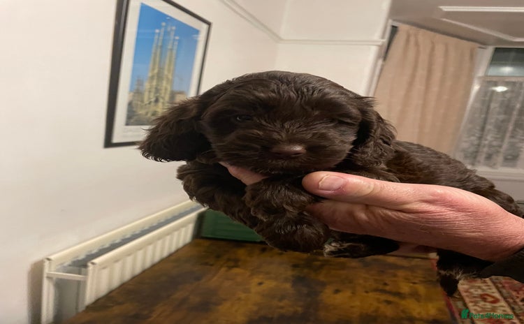 Cockapoo dogs - Advert 8