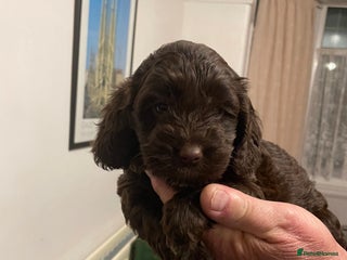 Cockapoo dogs - Advert 29