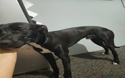 Mixed Breed dogs for sale: Bayley - Image 2