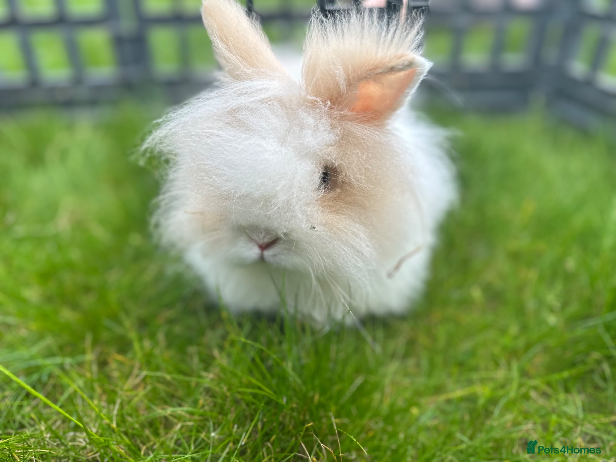 Lionhead rabbits Pedigree Double Mane LionHead Bunnies  - Advert 9