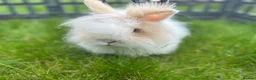 Lionhead rabbits for sale: Pedigree Double Mane LionHead Bunnies  - Advert 1