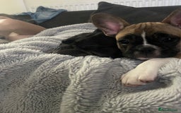 French Bulldog dogs for sale: French bulldog - Image 27