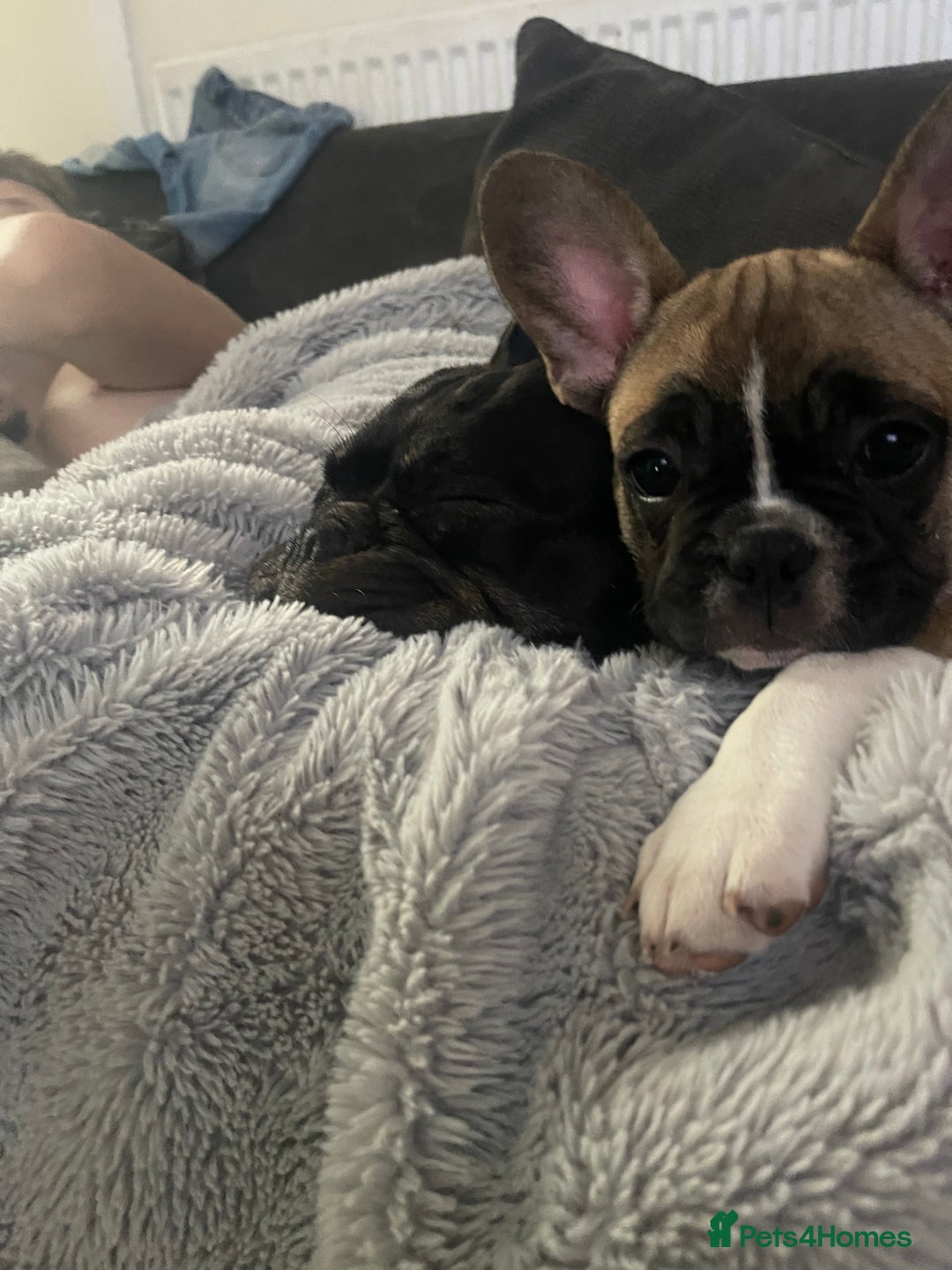 French Bulldog dogs for sale: French bulldog - Image 27