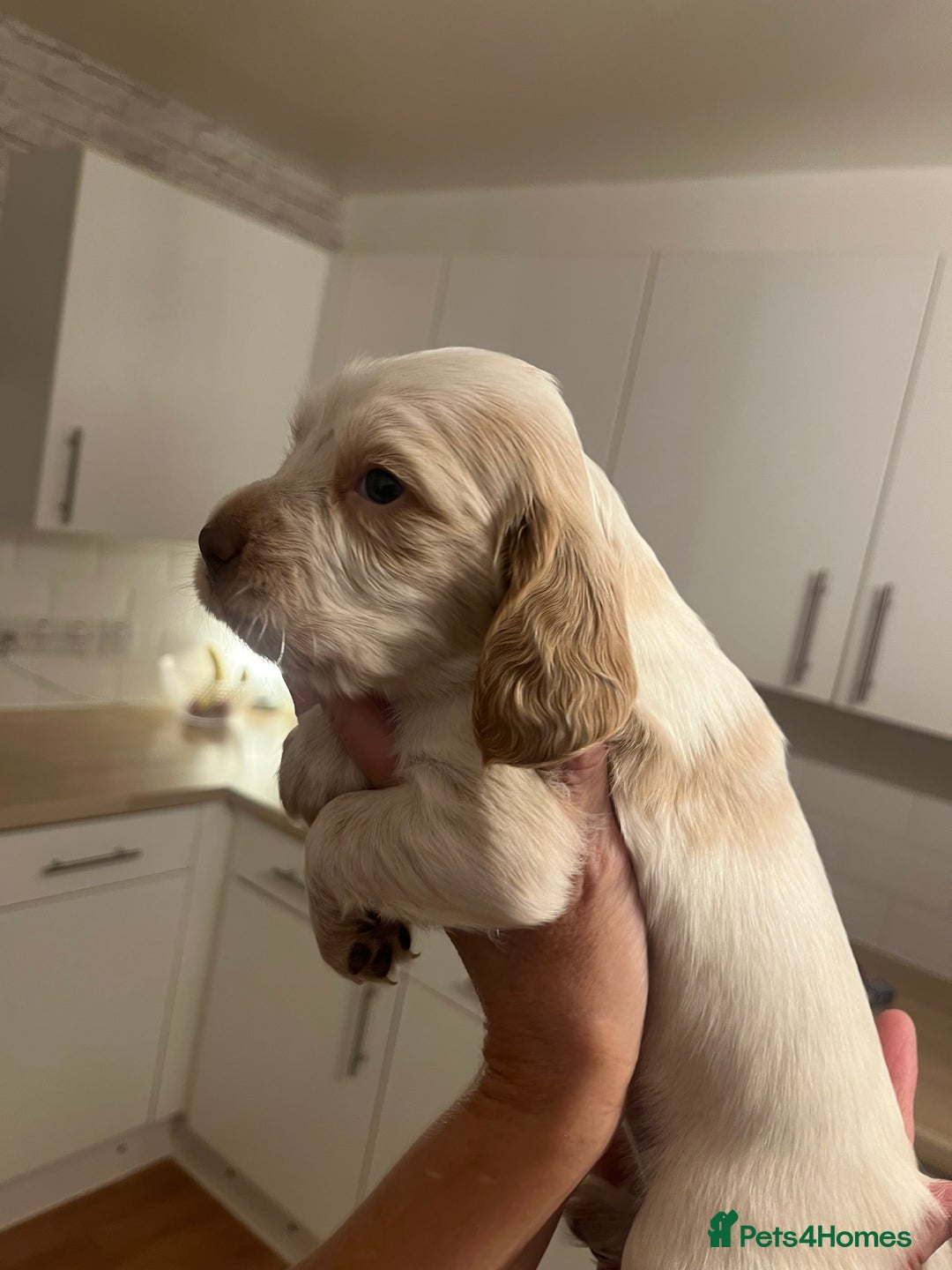 Cocker Spaniel dogs for sale: BEAUTIFUL COCKER SPANIEL PUPS - Advert 28