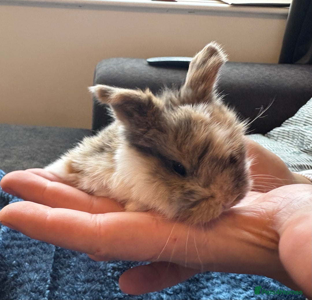 Mini Lop rabbits for sale: Pure Bred Mini Lop babies - Advert 15