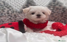 Maltese dogs for sale: 🌟Just One Left 🌟Bambelina Maltese🌟 - Image 15