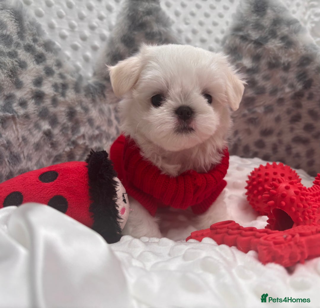 Maltese dogs for sale: 🌟Just One Left 🌟Bambelina Maltese🌟 - Image 15