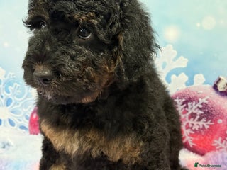 Bernedoodle dogs Ready to go Miniature Health Tested Bernedoodles - Advert 1