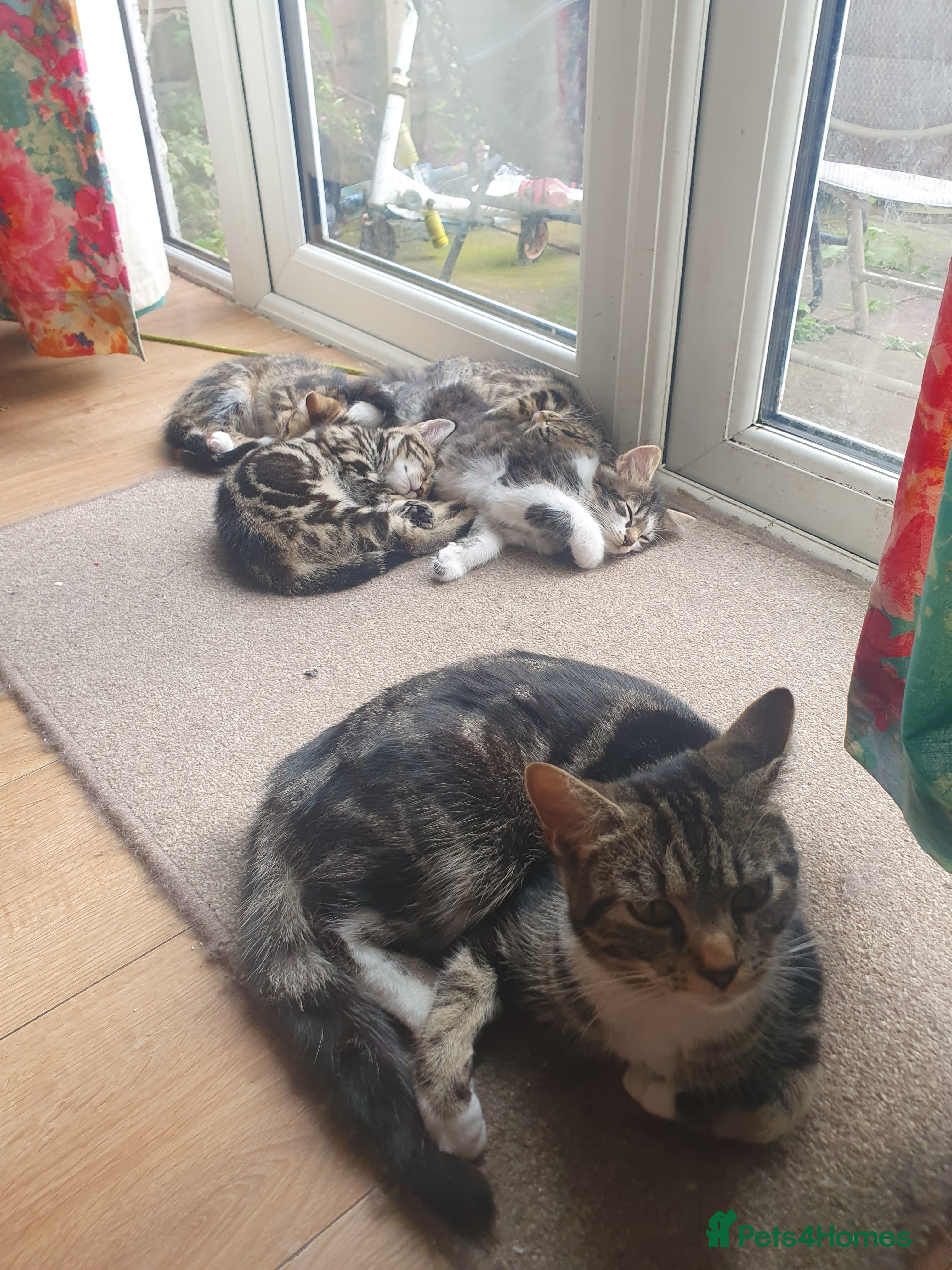 Mixed Breed cats Beautiful Mix Breed - Advert 2