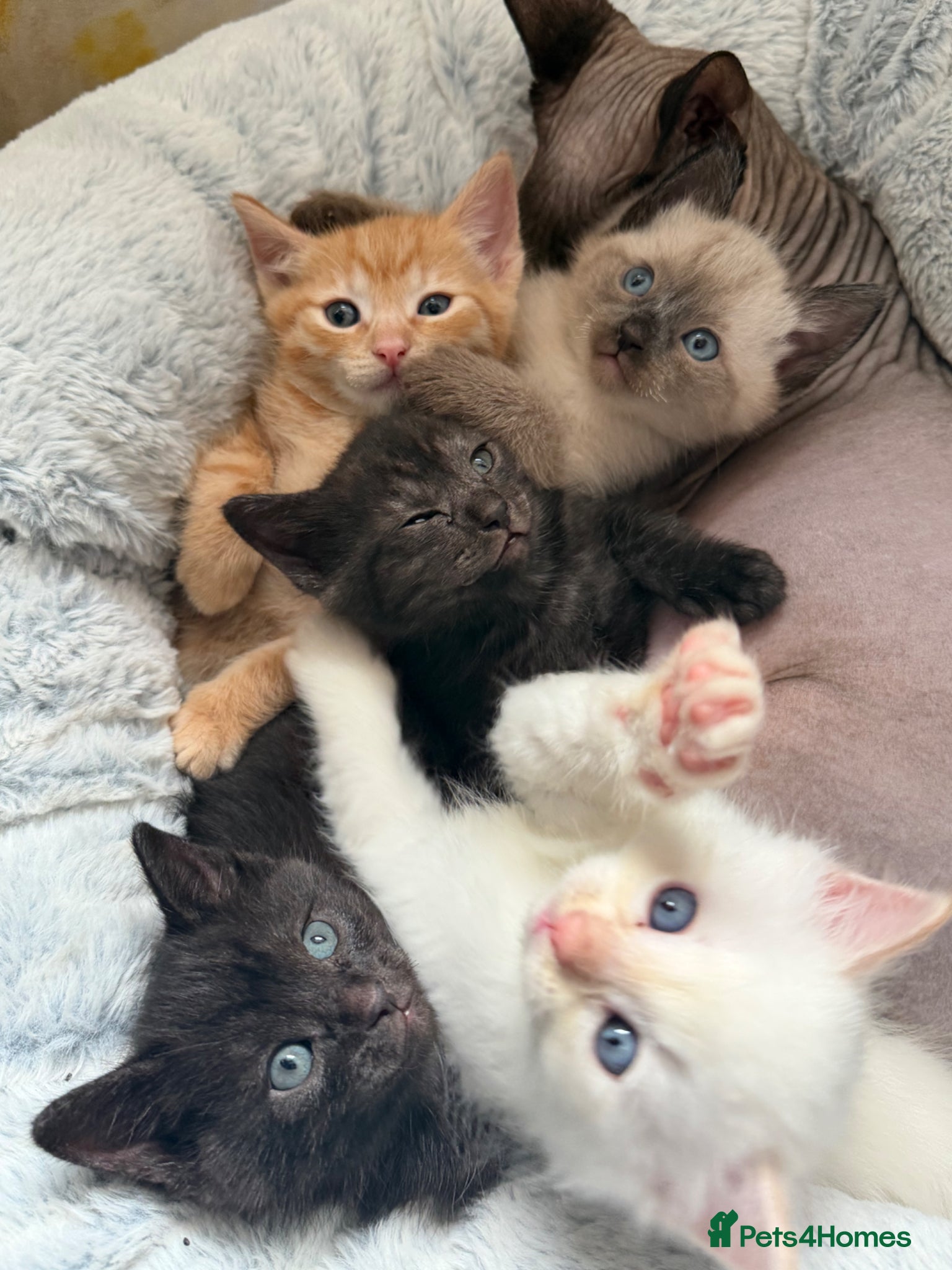 Mixed Breed cats Ragdol mix kitten  - Advert 1