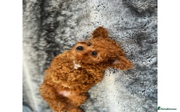 Cavapoo dogs for sale: F1B cavapoo girl  - Image 3