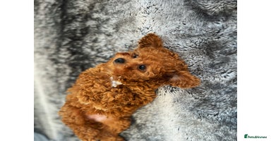 Cavapoo dogs - Advert 6