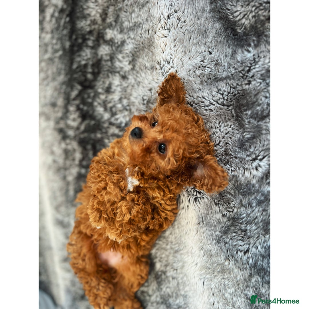 Cavapoo dogs for sale: F1B cavapoo girl  - Image 3