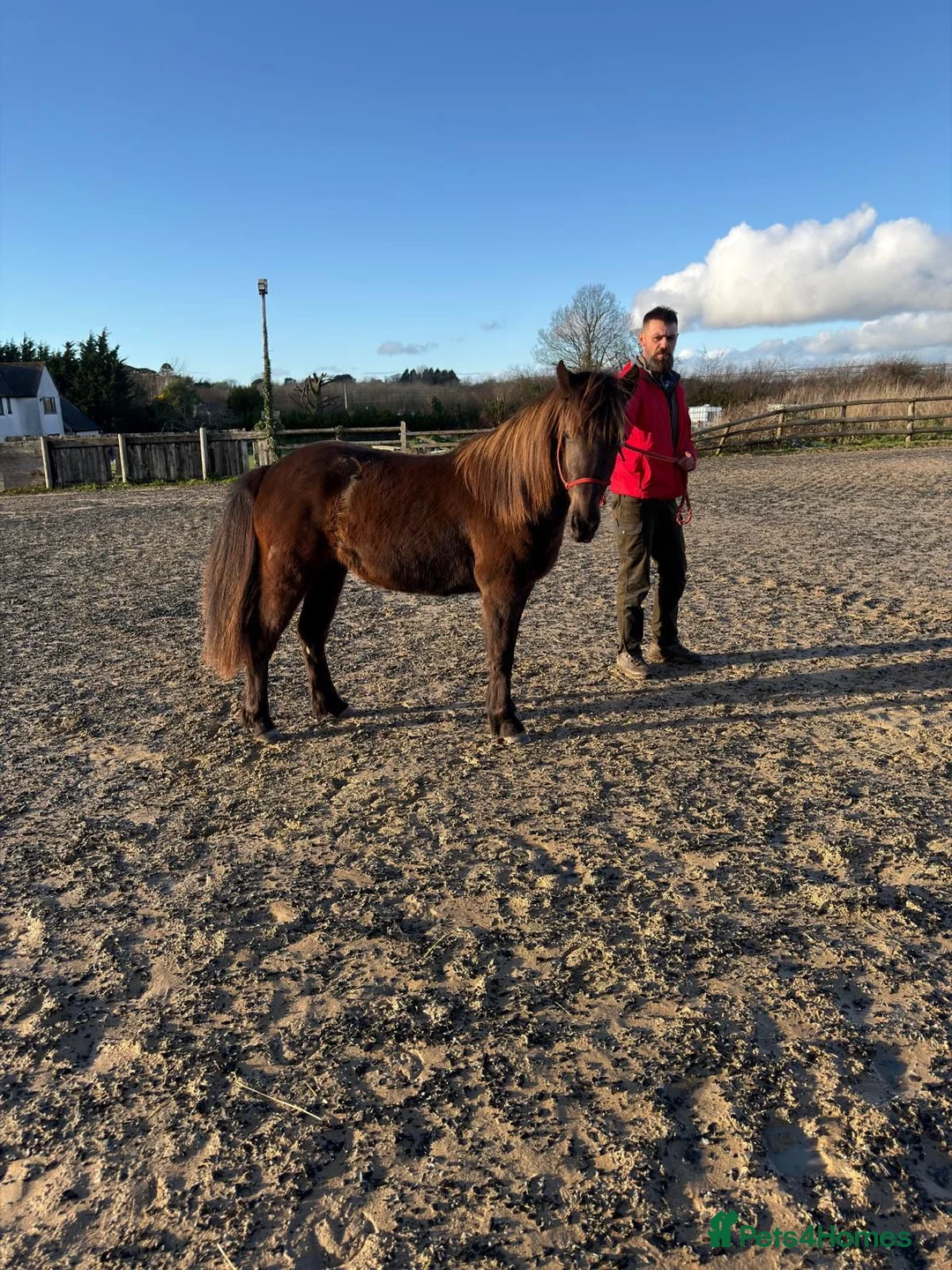 Other Breed horses for sale: Tinkerbell 12.2 18 month old  - Advert 6