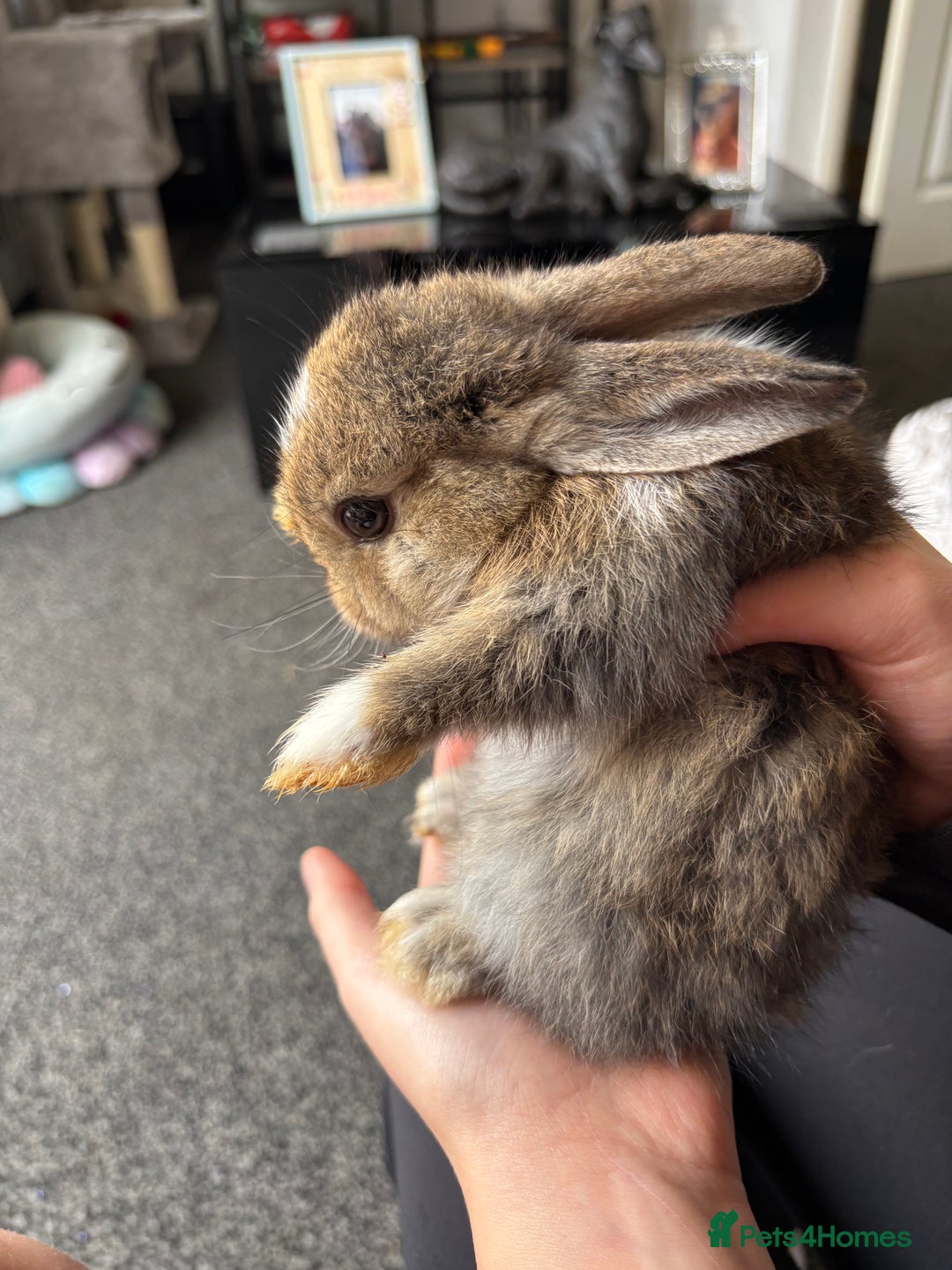 Mixed Breed rabbits for sale: Bunnies for sale  - Image 4