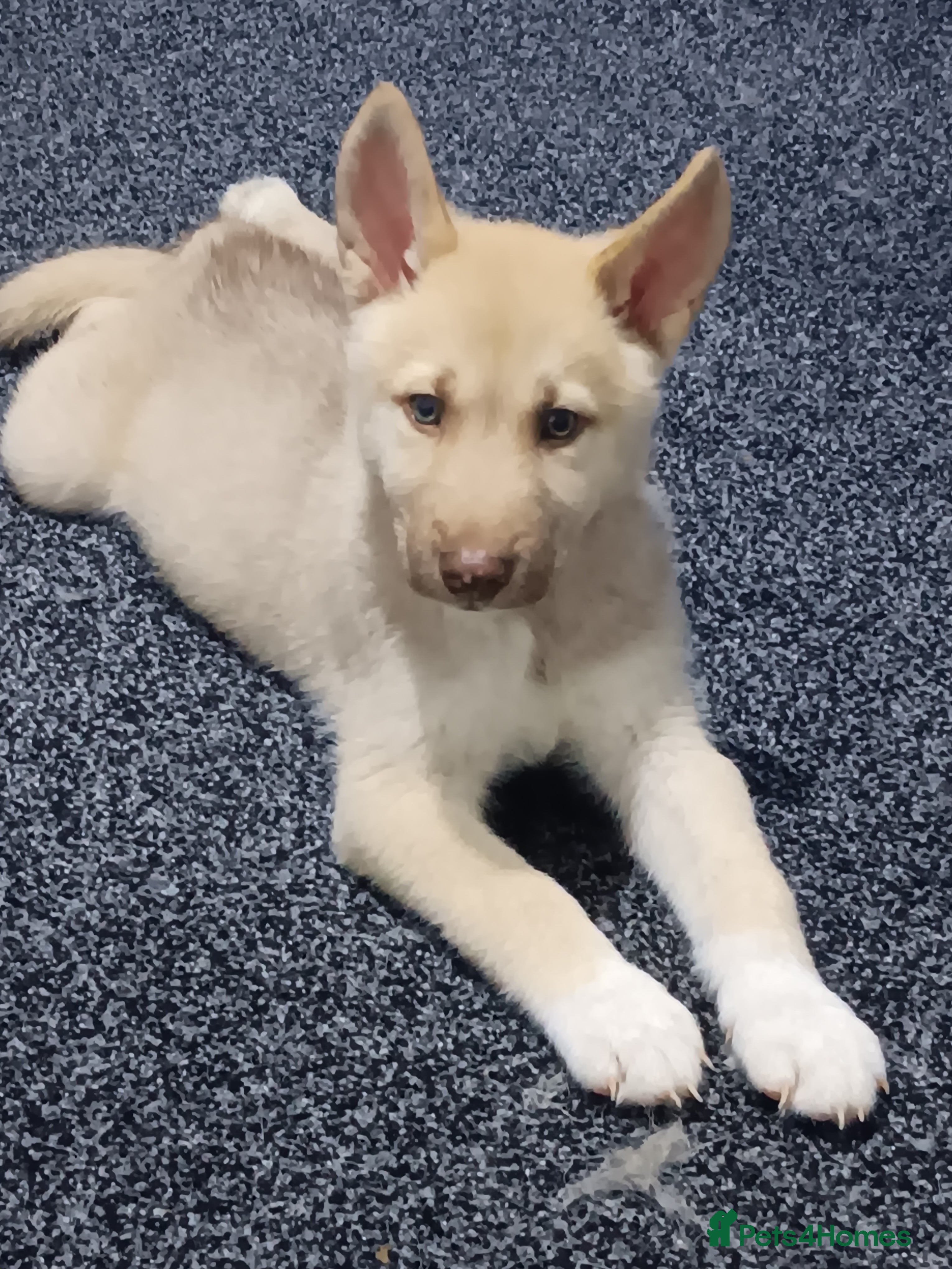 Siberian Husky dogs Last boy of a litter of 6 - Advert 20