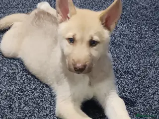 Siberian Husky dogs Last boy of a litter of 6 - Advert 20