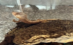 Gecko reptiles for sale: Baby Crested Geckos  - Image 4