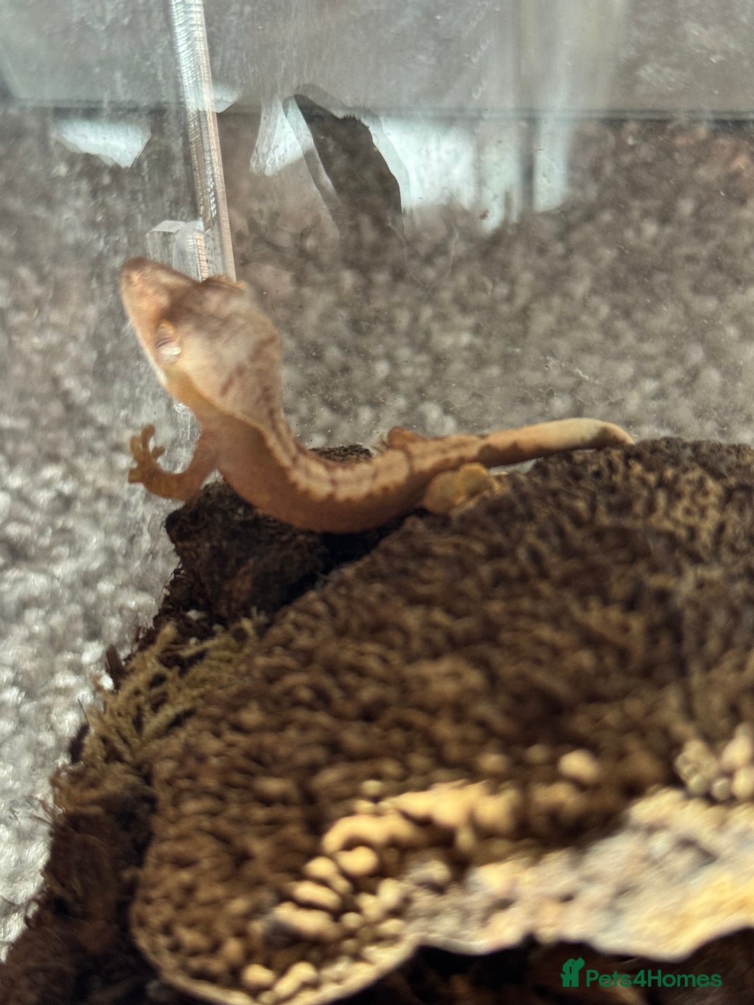 Gecko reptiles for sale: Baby Crested Geckos  - Image 4