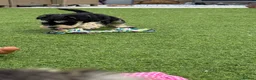 Miniature Schnauzer dogs for sale: 🐾 KC Registered Miniature Schnauzer Puppies 🐾 - Advert 10